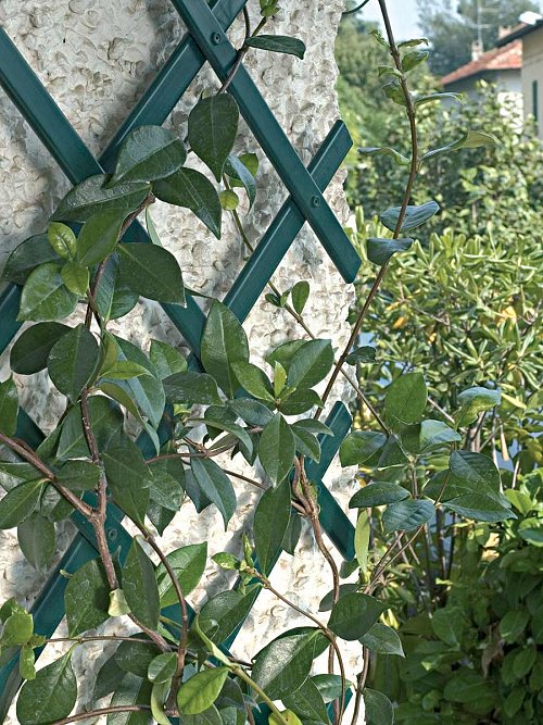 TREPLAS - Traliccio estensibile decorativo