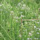 rete-coltivazione-fiori-recisi-hortonova-tenax