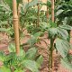 tutore-sintetico-bamboo-up-tenax_portrait