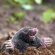 Cover-portrait-maglia-antitalpa-AVIARY